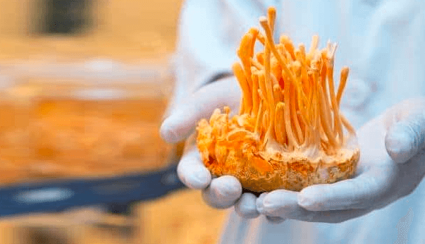 Cordyceps Extracts on OmniBreathe